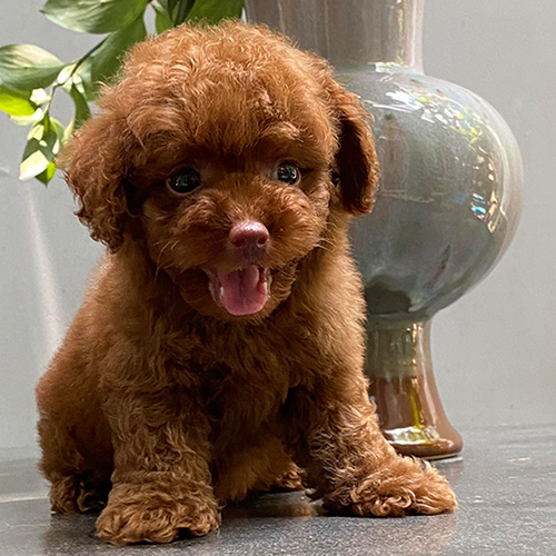 Chó Poodle con lông nâu đỏ đáng yêu với nụ cười rạng rỡ.