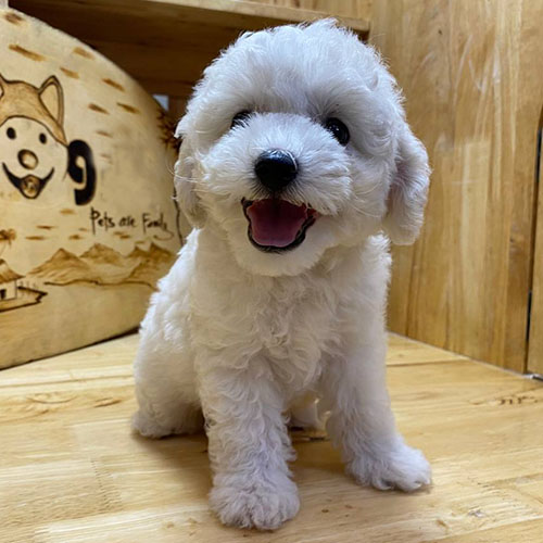 Chó Poodle trắng thuần chủng, lông xoăn đáng yêu, cười tươi trong không gian gỗ