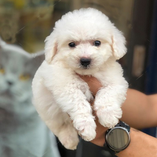 Chó Poodle trắng đáng yêu với bộ lông bông mềm mịn.
