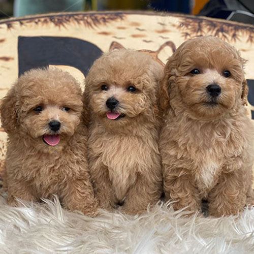 Ba chú chó Poodle con lông xoăn màu vàng mơ siêu dễ thương