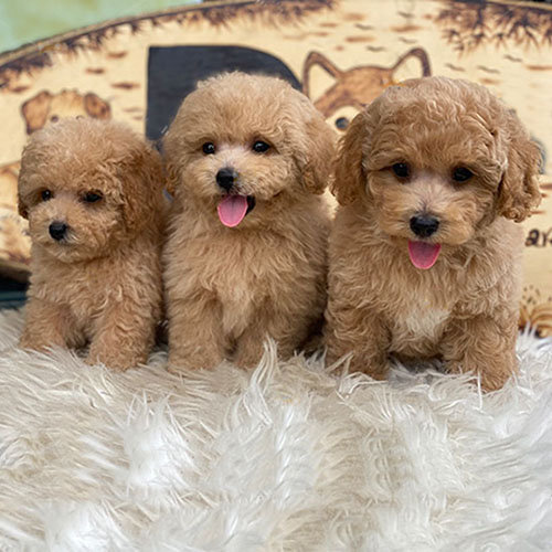 Ba chú chó Poodle con đáng yêu ngồi trên thảm lông trắng.