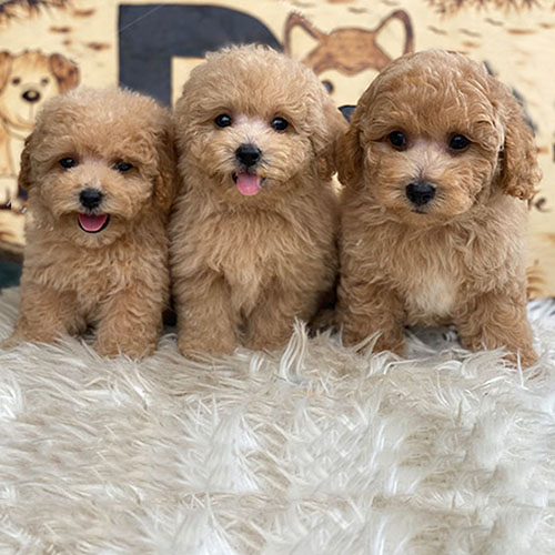 Ba chú chó Poodle con lông vàng kem đáng yêu trên thảm trắng.