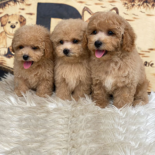 Ba chú chó Poodle con lông vàng mơ đáng yêu trên thảm trắng.