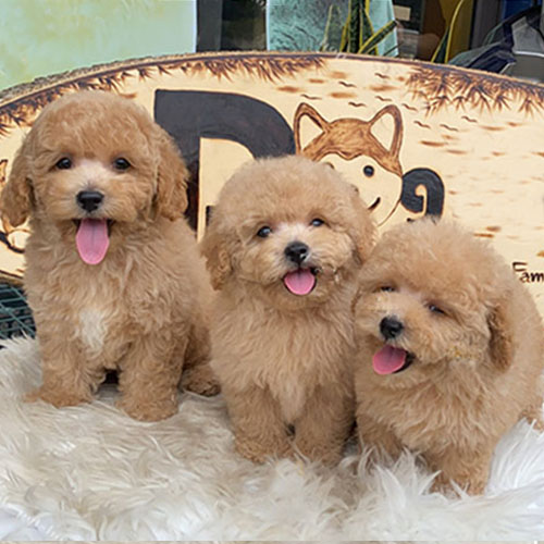 Ba chú chó Poodle con màu vàng mơ dễ thương