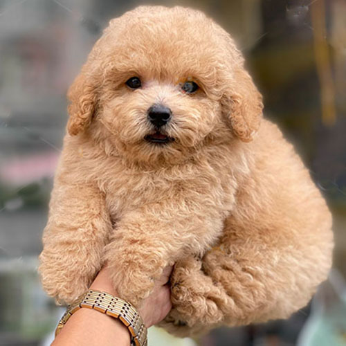 Chó Poodle con lông vàng mơ bông xù đáng yêu được bế trên tay.