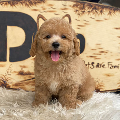 Chó Poodle con lông vàng mơ đáng yêu ngồi trên thảm trắng.