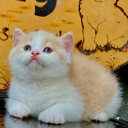 Mèo Anh lông ngắn vàng trắng nằm ngoan ngoãn trên sàn