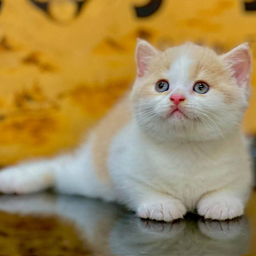 Mèo Anh lông ngắn cream bicolor vàng trắng nằm trên nền gạch