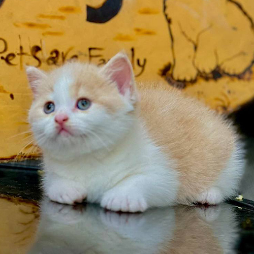 Mèo Anh lông ngắn thuần chủng bicolor vàng trắng siêu đáng yêu