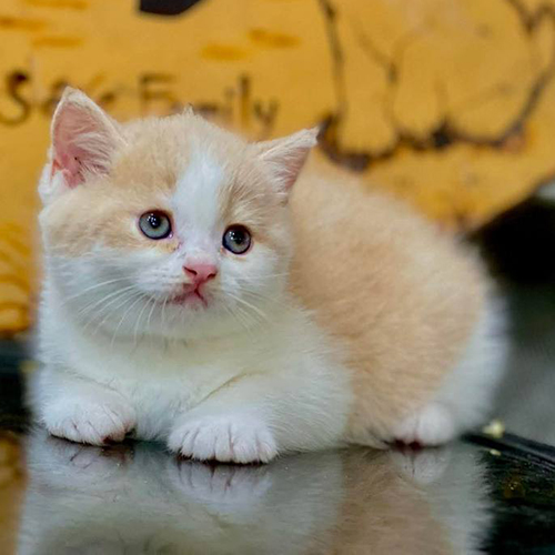 Mèo Anh lông ngắn bicolor fawn trắng đang nằm nghỉ với vẻ ngoài bụ bẫm