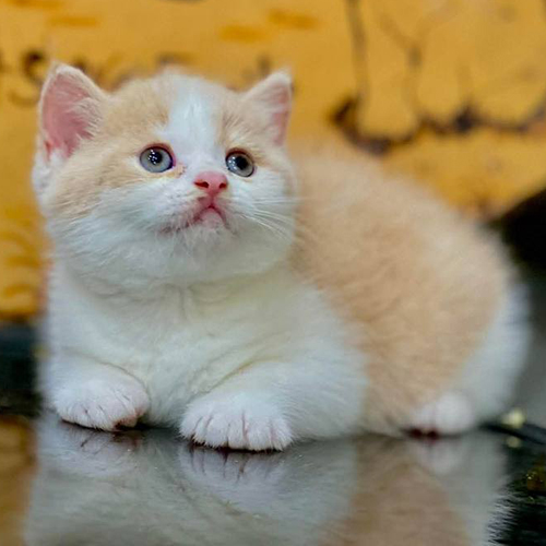 Mèo Scottish Straight tai thẳng màu cream trắng đáng yêu tại trại mèo Chomeocanh.com