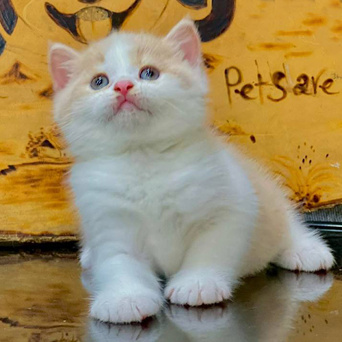 Mèo Anh lông ngắn màu Cream Bicolor vàng trắng đáng yêu.
