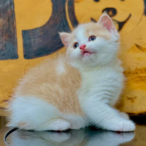 Mèo lông ngắn châu Âu màu bi cream đáng yêu.