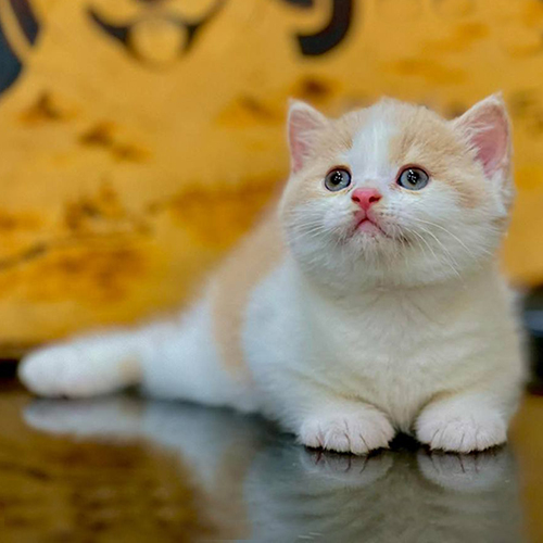Mèo Anh lông ngắn ALN cream bicolor vàng trắng đáng yêu.