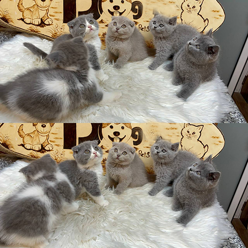 Đàn mèo Scottish Fold xám xanh và mèo Anh lông ngắn Bicolor đáng yêu.