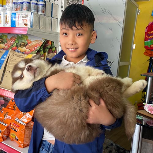 Chó Alaska Malamute lông ngắn, dễ thương, trung thành và mạnh mẽ.