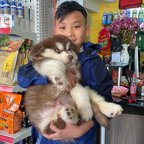 Bé trai ôm chó Alaska nâu đỏ trong cửa hàng thú cưng