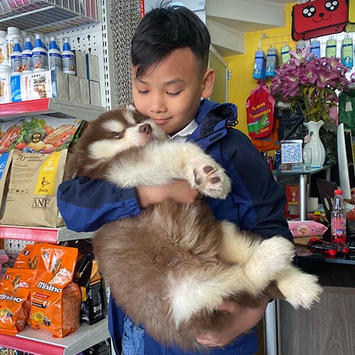 Bé trai bế chó Alaska con trong cửa hàng thú cưng