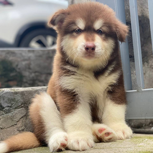 Chó Alaska thuần chủng lông nâu đỏ ngồi bên cổng