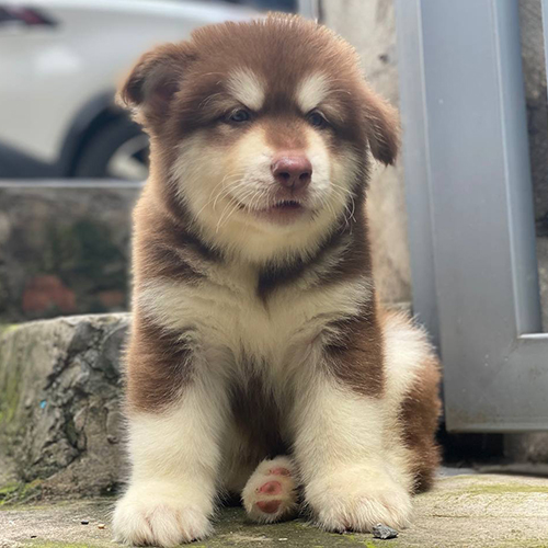 Chó Alaska lùn màu nâu đỏ ngồi nghiêm túc