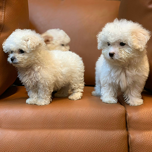 Hai chú chó Poodle con lông trắng đang đứng trên ghế sofa.