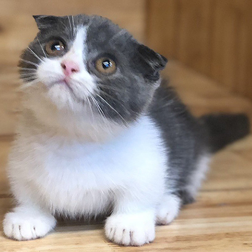 Mèo Munchkin chân ngắn màu Tuxedo với đôi mắt tròn đáng yêu.