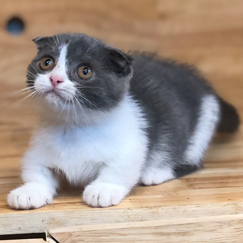 Mèo Munchkin chân ngắn màu Tuxedo với đôi mắt tròn đáng yêu.