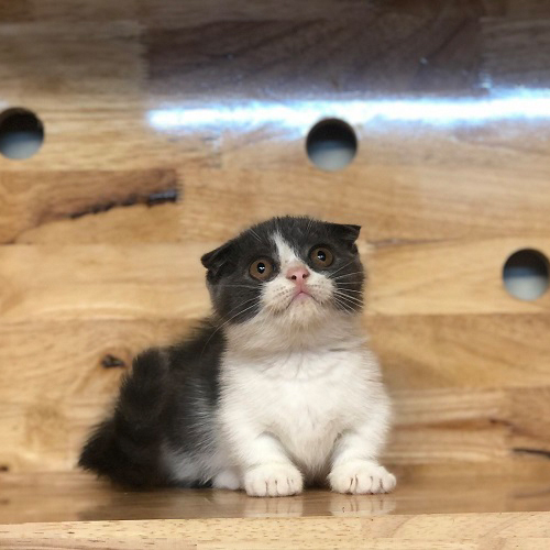 Mèo Munchkin Scottish chân ngắn tai cụp màu tuxedo đáng yêu