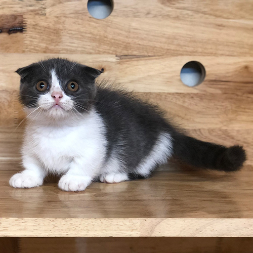Mèo Munchkin Scottish chân ngắn tai cụp màu Tuxedo đáng yêu.