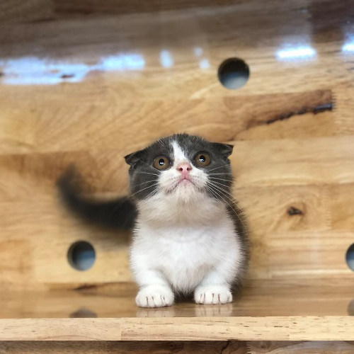Mèo Munchkin Scottish chân ngắn tai cụp màu Tuxedo đáng yêu.