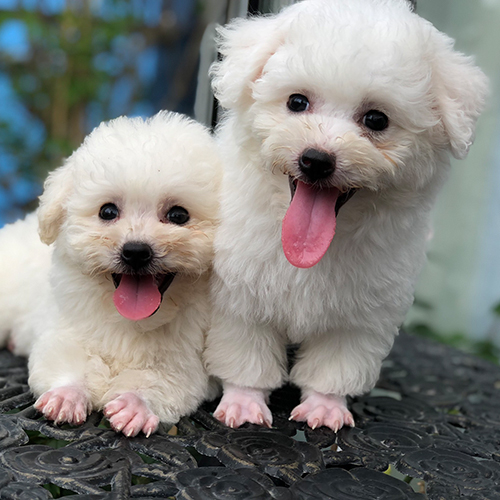 Hai bé Poodle trắng đáng yêu với bộ lông bông xù, sạch sẽ.