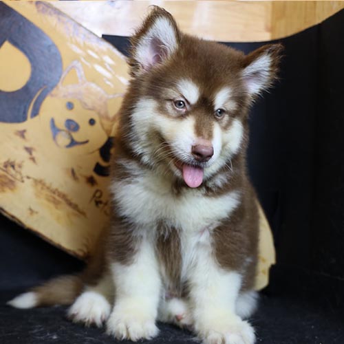 Chó Alaska Malamute nâu đỏ đực đang ngồi thè lưỡi, lông dày mượt, đôi mắt lanh lợi