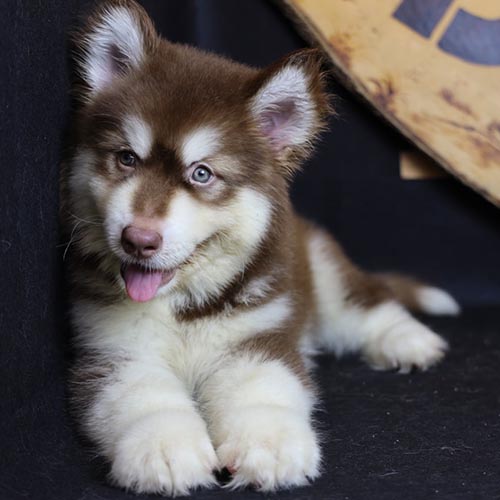Chó Alaska Malamute con với ngoại hình dễ thương, lông nâu đỏ và trắng, tại Chomeocanh.com.