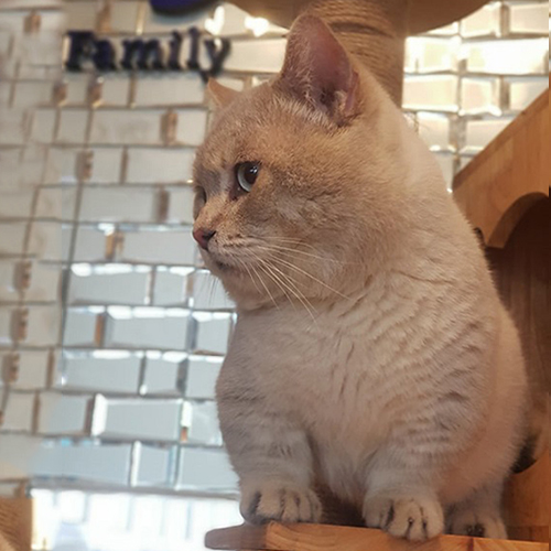 Mèo Anh lông ngắn fawn tabby 6 tháng tuổi ngồi trên kệ gỗ nhìn nghiêng