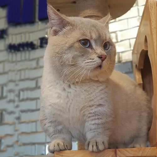 Mèo Anh lông ngắn trưởng thành màu kem ánh bạc đứng trên kệ gỗ