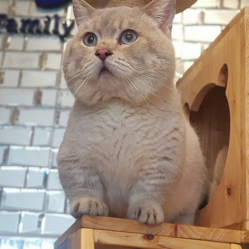 Mèo Munchkin lông kem vằn, chân ngắn, mắt xanh tròn đáng yêu.