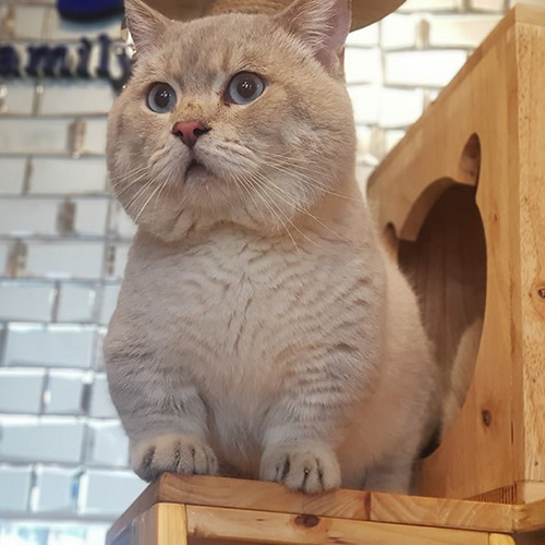 Mèo Munchkin chân ngắn màu kem hồng phấn trưởng thành với dáng đứng dễ thương.