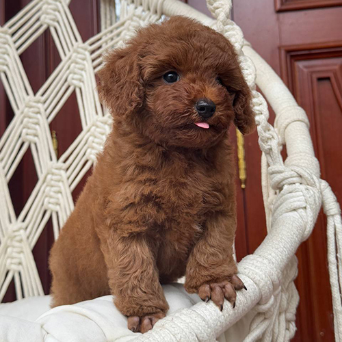 Chó Poodle nâu đáng yêu thè lưỡi, ngồi trên ghế thư giãn.