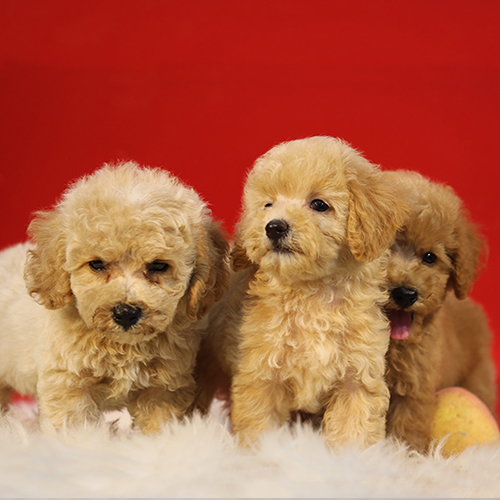 Ba chú chó Poodle vàng mơ đáng yêu, bộ lông xoăn mềm mại trên nền đỏ nổi bật.