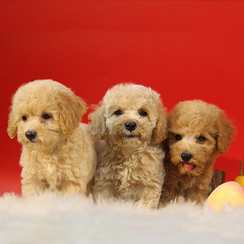 Ba chú chó Poodle con lông xoăn đáng yêu trên nền đỏ.