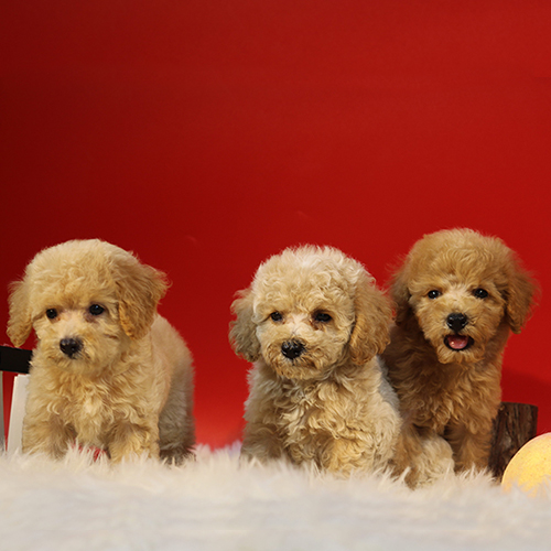 Ba chú chó Poodle con lông vàng mơ đáng yêu trên nền đỏ.