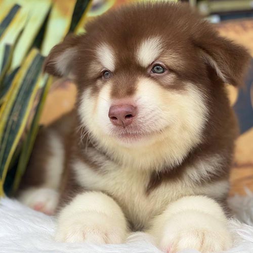 Chó Alaska Mỹ thuần chủng lông nâu đỏ nằm thư giãn