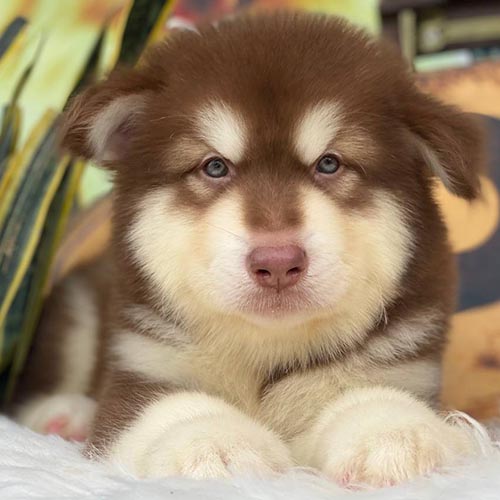 Chó Alaska con màu nâu đỏ nằm trên nền lông trắng