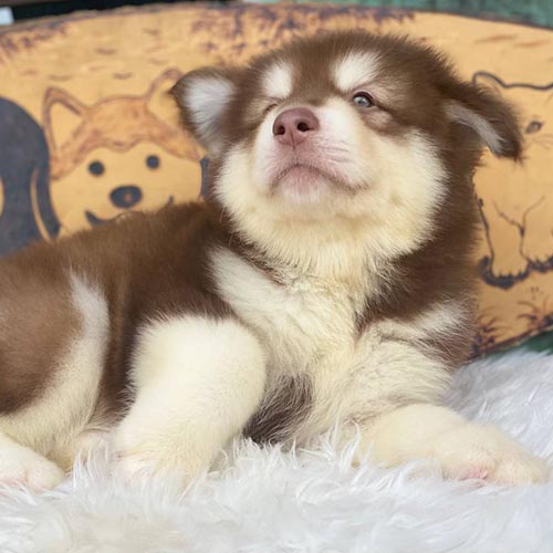 Chó Alaska nâu đỏ nằm tạo dáng đáng yêu