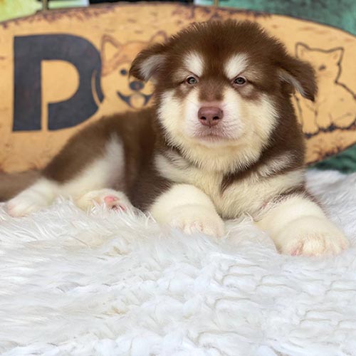 Chó Alaska nâu đỏ đực nằm trên thảm trắng