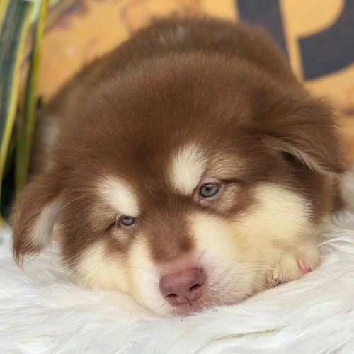 Chó Alaska con mập ú nằm nghỉ ngơi dễ thương