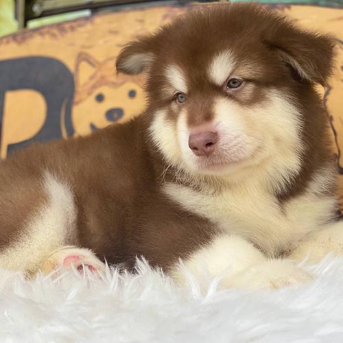 Chó Alaska con lông nâu đỏ nằm nghỉ ngơi trên thảm trắng