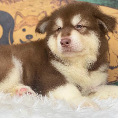 Chó Alaska nằm mệt mỏi do rận ký sinh gây ngứa ngáy và rụng lông