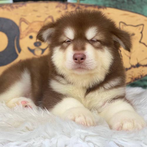 Chó Alaska mặt ngáo nằm thư giãn trên thảm lông