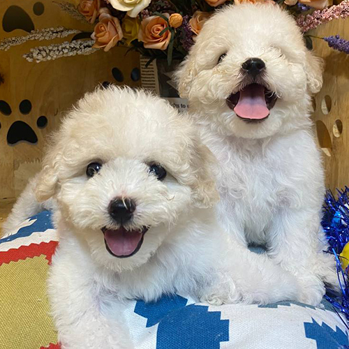 Hai chú chó Poodle màu kem đáng yêu với bộ lông mềm mượt.